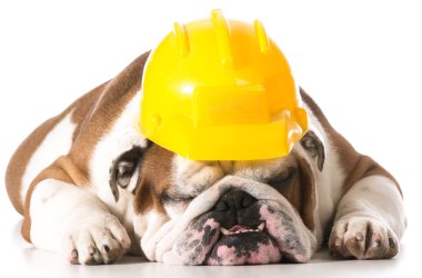 çalışan köpek