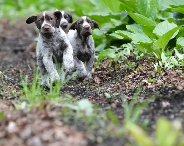 Nest puppies — Stockfoto