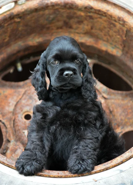 Şirin köpek. — Stok fotoğraf