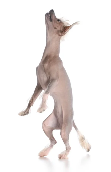 Hond dansen — Stockfoto