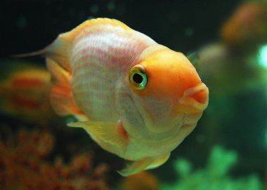 Cichlasoma sp