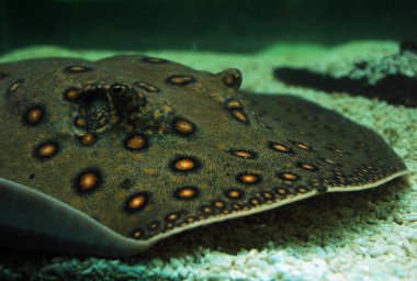 Tatlı su ray (Potamotrygon motoro)