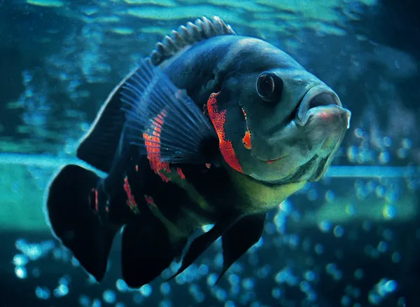 水族館の魚 — ストック写真