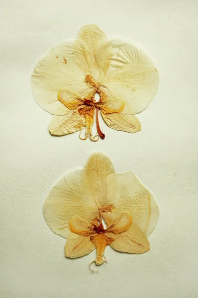 Torkade orchidea phalaenopsis — Stockfoto