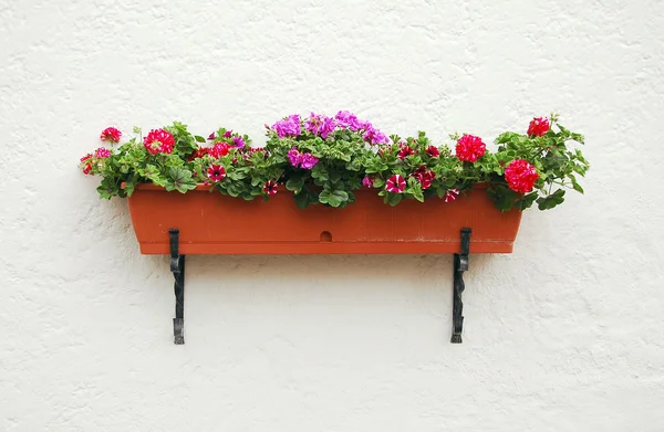 Blommor på väggen — Stockfoto