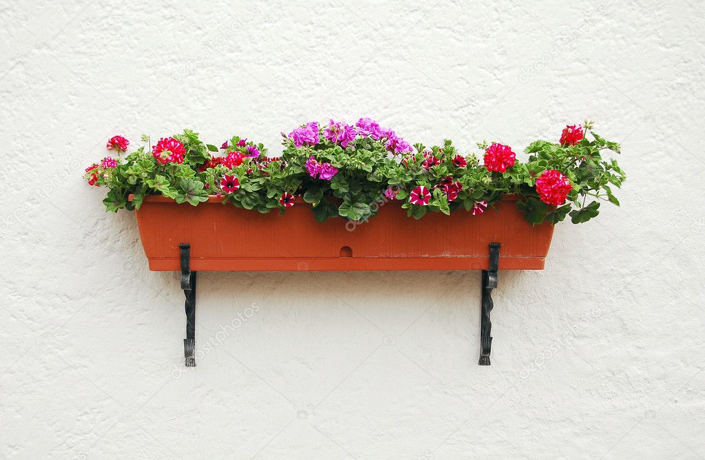 Flowers on the wall