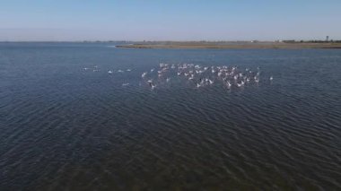 Flamingolar gölün üzerinde uçuyorlar ve suya iniyorlar.