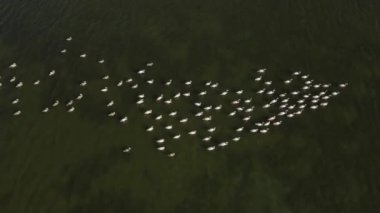 Flamingo sürüsü yukarıdan drone görüntüsü üzerinden hareket ediyor