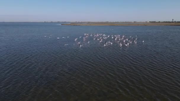 Flamingos flying over the lake descend into the water — Stock Video
