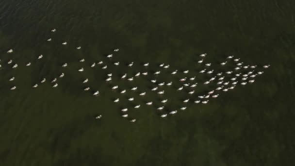 Стая фламинго перемещается по воде беспилотника вид сверху — стоковое видео