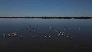 Gölde yürüyen flamingolar ve yansıyan görüntüler