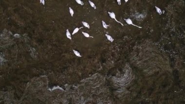 Bataklıkta beslenen flamingolar gagalarını kirli suya sokarlar.