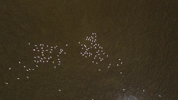 Rebanho de flamingos alimentando-se em um grande drone pântano subindo — Vídeo de Stock