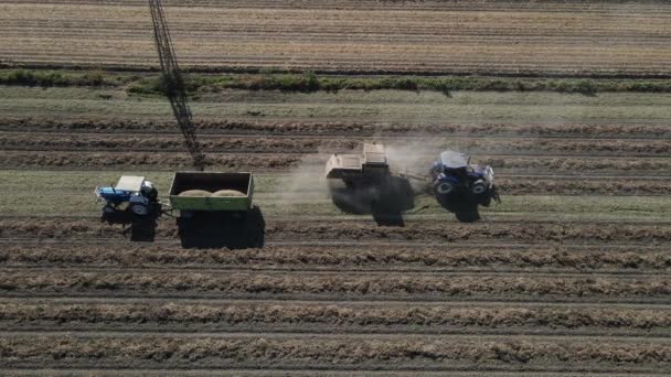 トレーラーに積み込まれたピーナッツトラクターは収穫し続けます — ストック動画