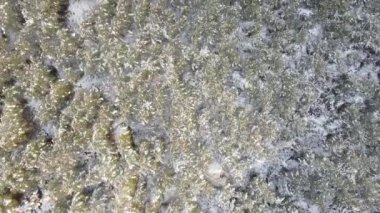 Kış ormanı yüksek dağlar karlı hava aracı