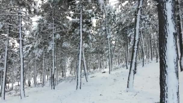 Árboles congelados cubiertos de nieve — Vídeo de stock