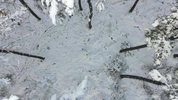 霜冻森林冬季雪地无人驾驶飞机 — 图库视频影像