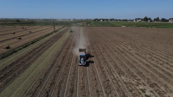 Traktor sklízí arašídy pracuje na širokém poli — Stock video