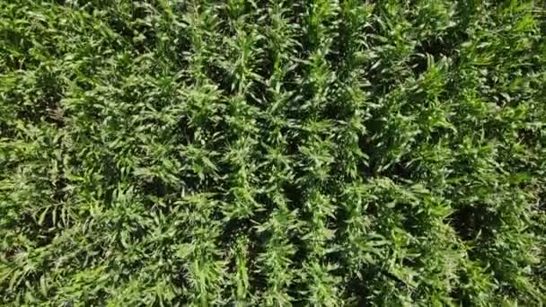 Вид на дрон над зеленим кукурудзяним полем, листя тремтить — стокове відео