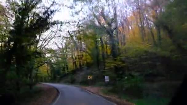 Bosque de carretera coche — Vídeos de Stock