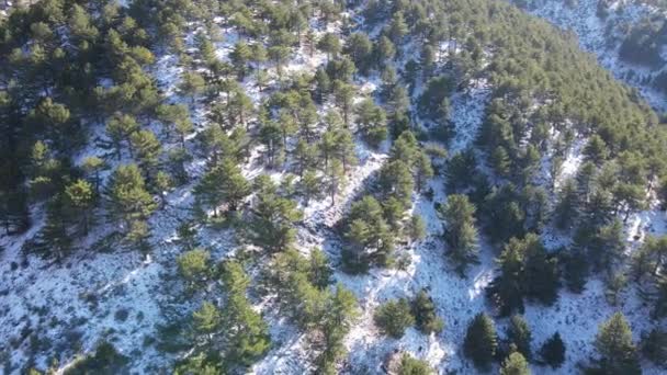 Primeira neve na floresta — Vídeo de Stock