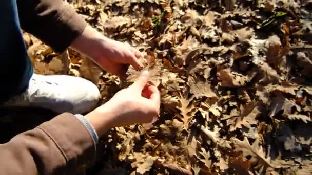Folhas secas Mão — Vídeo de Stock