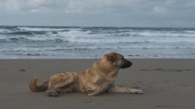 Köpek Okyanusu Sahili