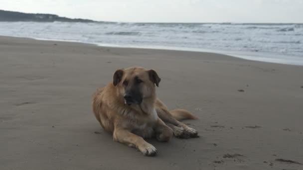 Playa de perro sentado — Vídeos de Stock