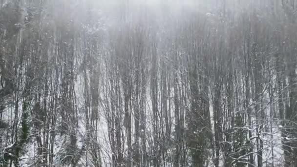 Bosque nevado brumoso — Vídeos de Stock