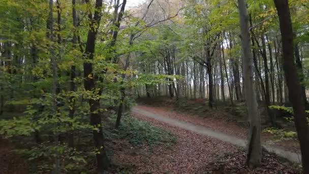 Ścieżka w lesie — Wideo stockowe