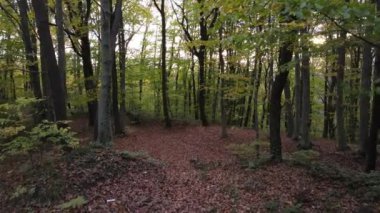 Ormanda insansız hava aracı görüntüsü