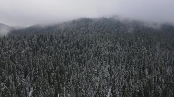 Antena de bosque nevado — Vídeo de stock