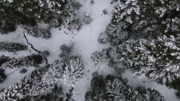 Vznik zasněženého lesa — Stock video
