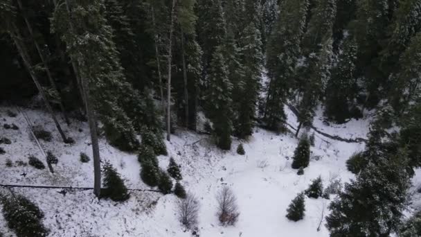 Tief im verschneiten Dschungel — Stockvideo