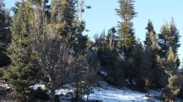 Pendiente del bosque nevado — Vídeos de Stock