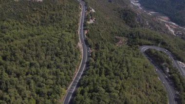 Ağaç Çizgili Otoyol