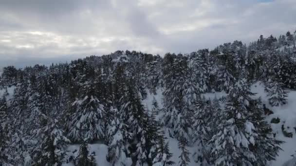 Snowy Forest Hill — Vídeo de stock