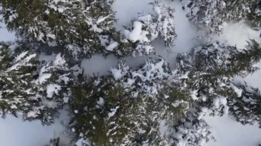 Hava Karlı Çam Ağacı