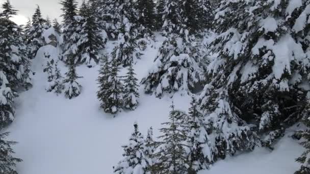 Bosque cubierto de nieve aérea — Vídeo de stock