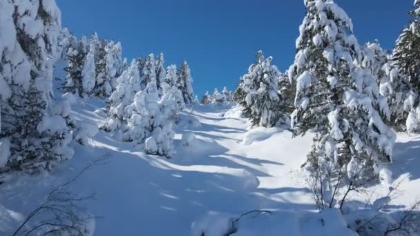 Árboles cubiertos de nieve — Vídeo de stock