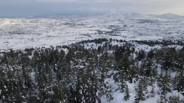 Invierno panorámico del bosque — Vídeo de stock