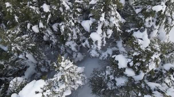 Tapa de nieve aérea Coníferas — Vídeos de Stock