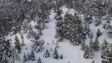 Panoramik Karlı Orman