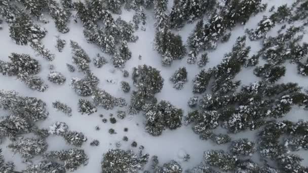 Bosque nevado aéreo — Vídeos de Stock