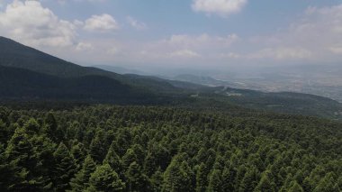 Doğa ormanı, orman robotu kozalaklı ağaç tepelerinde uçuyor.