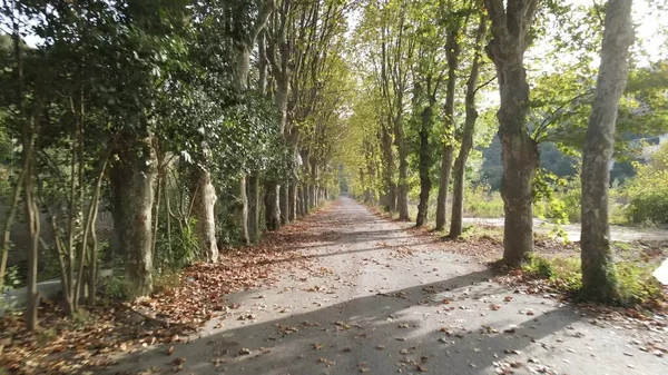 Herfst weg bomen aan beide zijden — Stockfoto