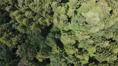 Doğa Ormanı, Doğal Orman