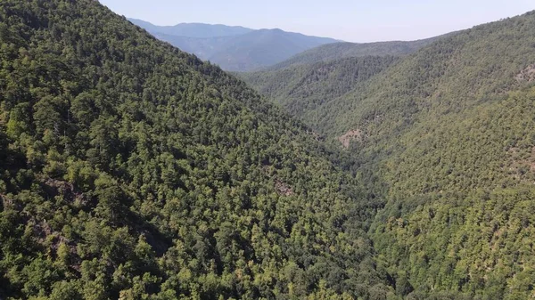 Çevre Doğal Yeşil Orman