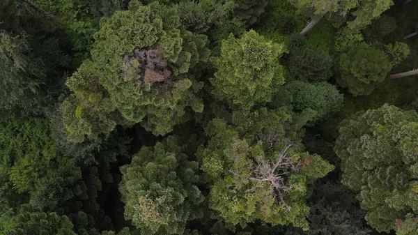 Vista aérea superior da floresta natural — Fotografia de Stock