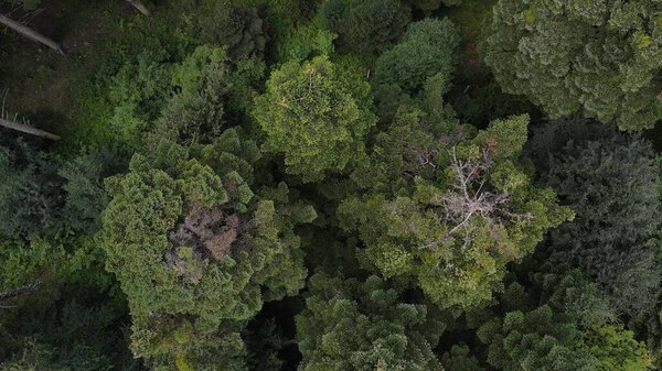 Forest aerial top view. Mixed forest, green conifers, deciduous trees. Drone spins above colorful texture in nature